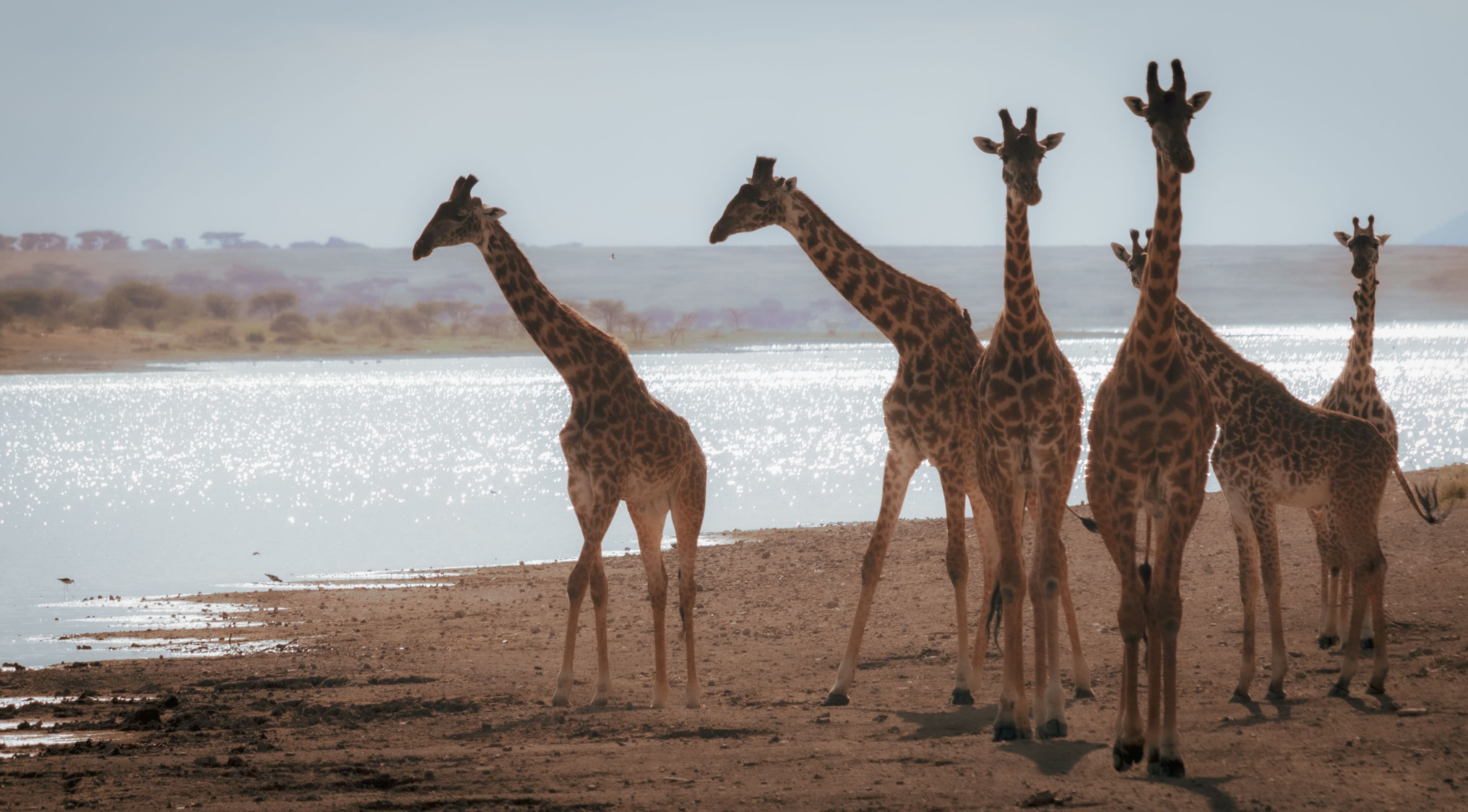 A herd of giraffes at a watering hole